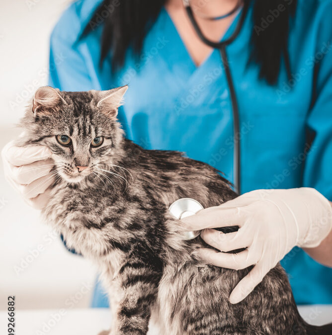 Le chat senior