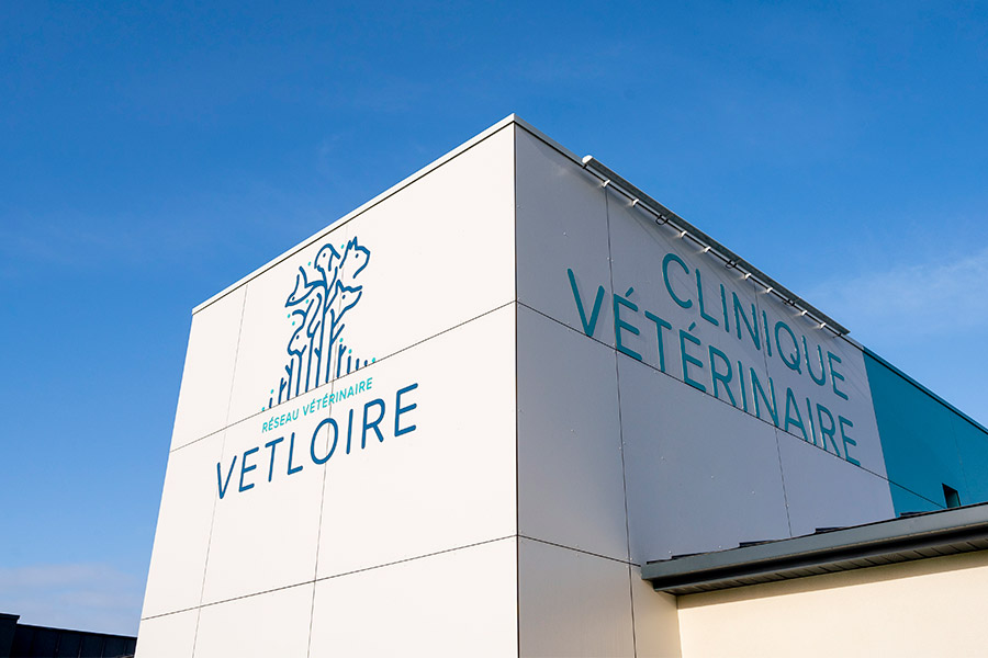 vétérinaire chien